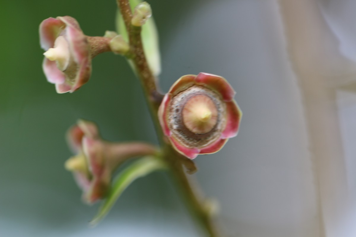 Lecythis lanceolata Poir.